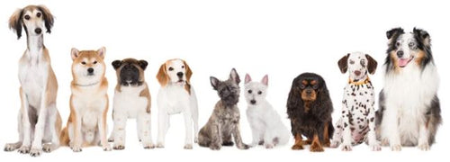 The Wet Nose Warehouse logo